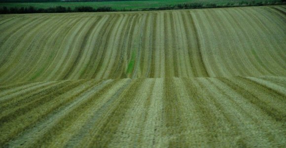 Восени сільгоспвиробники ще чотирьох областей приєднаються до аграрних розписок